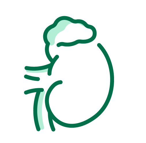 Chức năng tuyến thượng thận